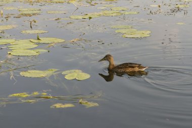 Göl üzerinde ördek