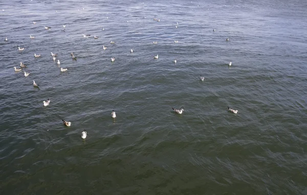 Seagull float on sea — Stock Photo, Image