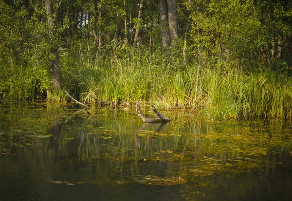 Wild river bank — Stock Photo, Image