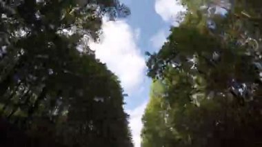 hızlı sonbahar orman yolu sürüş