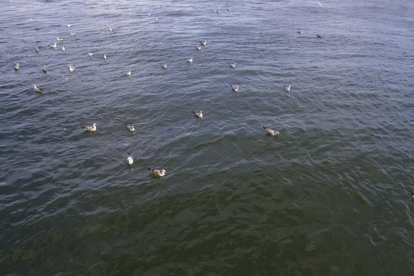 Gabbiano galleggiante in mare — Foto Stock