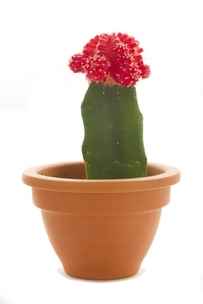 Kleine cactus in pot — Stockfoto