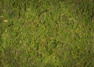 Moss doku arka plan