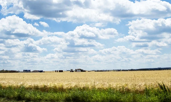 Landscape - yellow wheat field — Stock Photo, Image