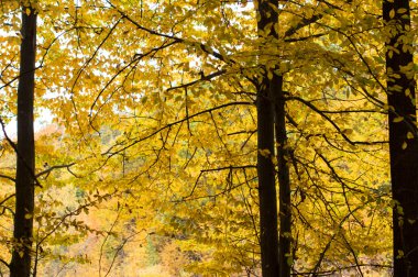 ağaçlar yeşil ve sarı yaprakları ile 