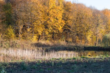 sonbahar ağaç manzara 