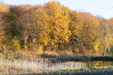 sonbahar ağaç manzara