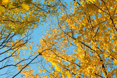 Sarı ve yeşil yaprakları ağaçların mavi gökyüzü