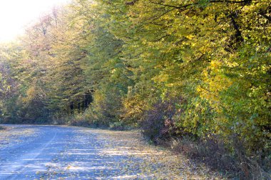 Sarı yaprakları ile kaplı manzara-asfalt yol 