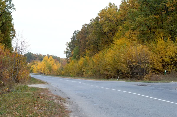 それぞれの側に黄色の木がアスファルトの道路の風景- — ストック写真