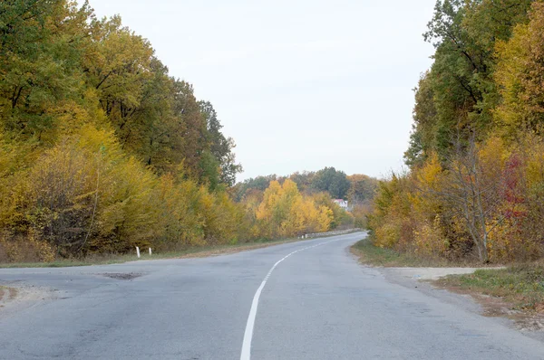 Asphalt highway crossroad on the background of autumn trees — Stock Photo, Image
