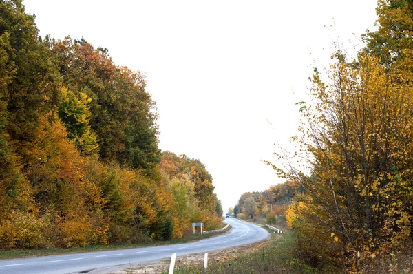 Landscape - asphalt highway with yellow trees on each side — Stock Photo, Image