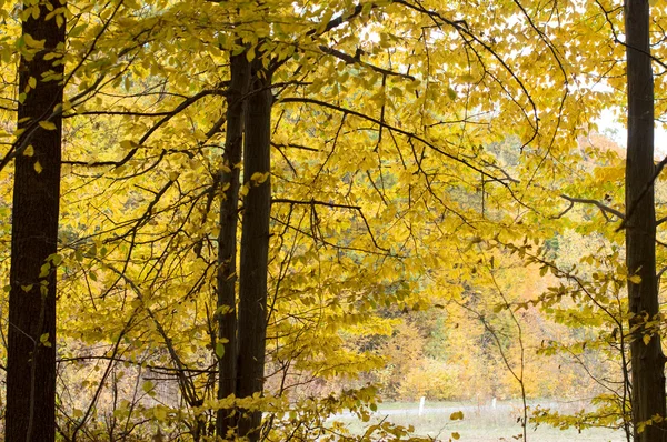 Bomen met groene en gele bladeren — Stockfoto