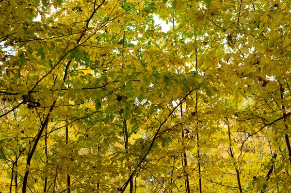 Textura Folhas verdes e amarelas — Fotografia de Stock