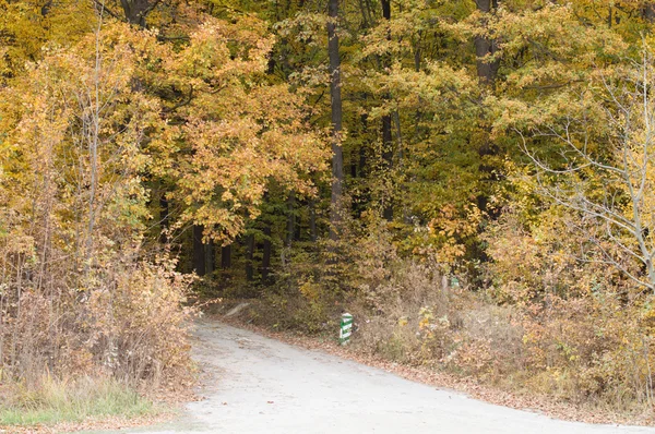 Landscape - asphalt road in the autumn forest — Stock Photo, Image