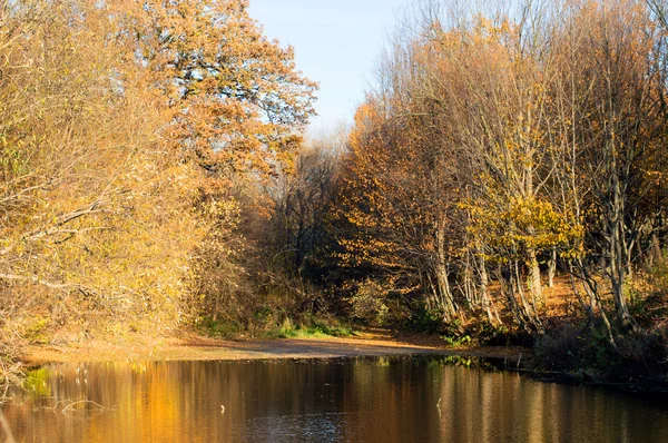 Jezioro z czystą wodą w lesie jesienią — Zdjęcie stockowe