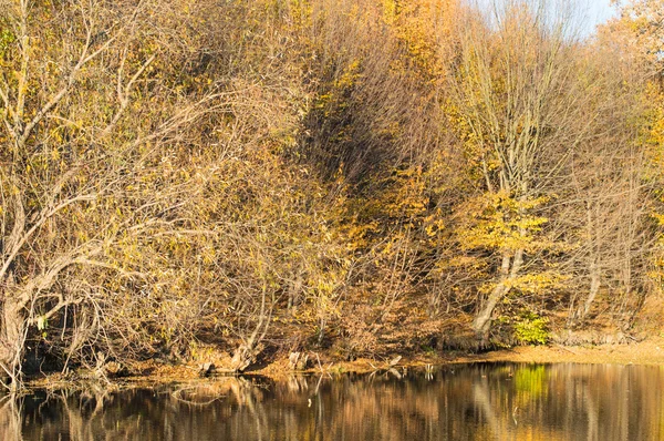 Göl sonbahar ormanın içinde temiz su ile 