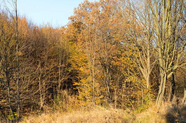 Autumn wood landscape — Stock Photo, Image