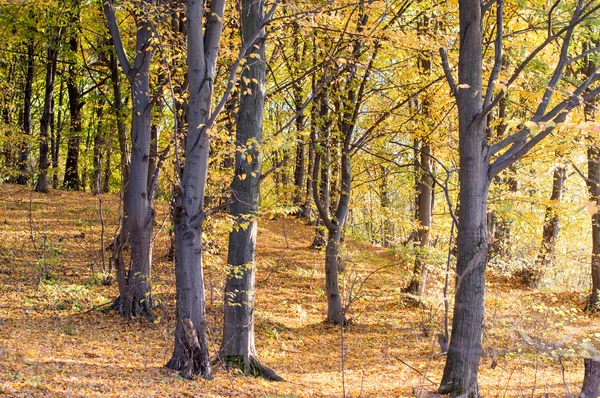 Trees with green and yellow leaves — Stock Photo, Image