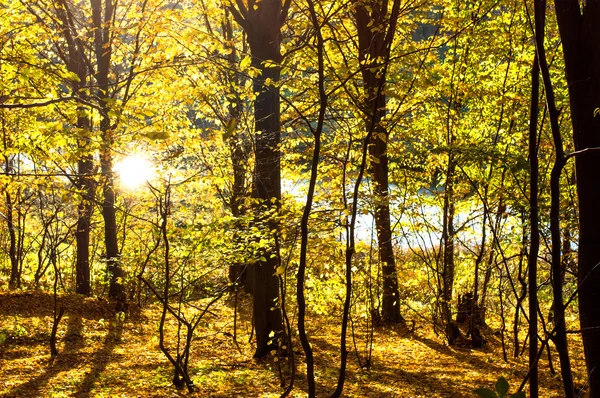 Bomen met groene en gele bladeren — Stockfoto