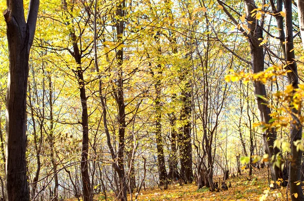 Trees with green and yellow leaves — Stock Photo, Image