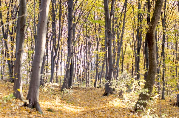 Bomen met groene en gele bladeren — Stockfoto