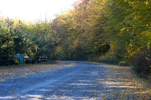 Landscape- asphalt road covered with yellow leaves — Stock Photo, Image