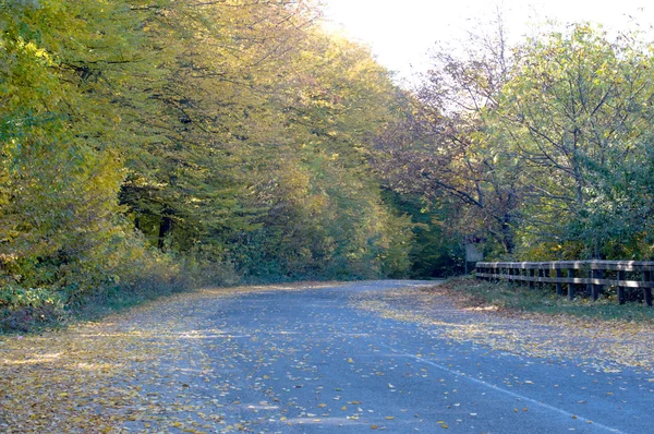 Krajobraz asfaltowa droga pokryta żółte liście — Zdjęcie stockowe