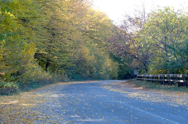 Landscape- asphalt road covered with yellow leaves — Stock Photo, Image