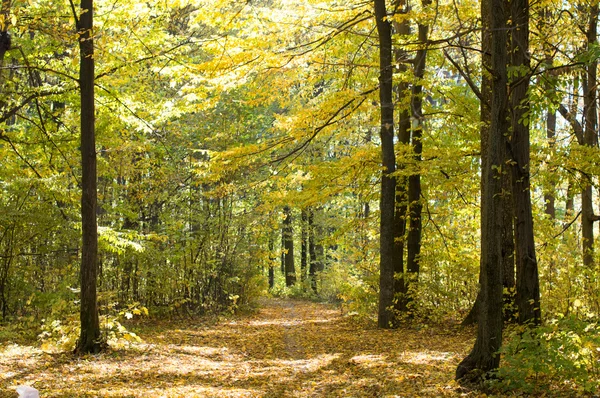 Trees with green and yellow leaves — Stock Photo, Image