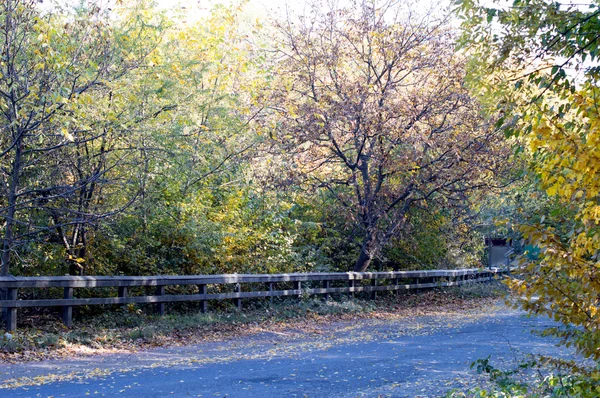 Paesaggio - strada forestale coperta di foglie gialle — Foto Stock