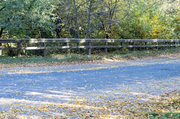 Пейзаж - лесная дорога, покрытая желтыми листьями — стоковое фото