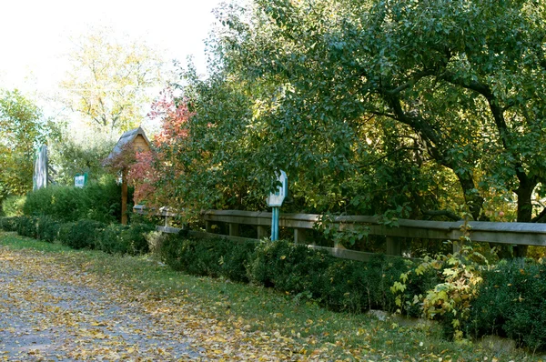 Paysage - route forestière couverte de feuilles jaunes — Photo