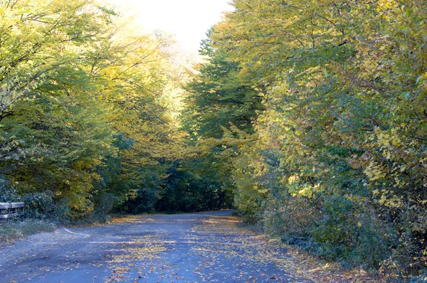 Krajobraz asfaltowa droga pokryta żółte liście — Zdjęcie stockowe
