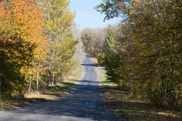 Paysage - route asphaltée dans la forêt d'automne avec des arbres — Photo