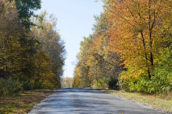 Landscape - asphalt road in the autumn forest — Stock Photo, Image