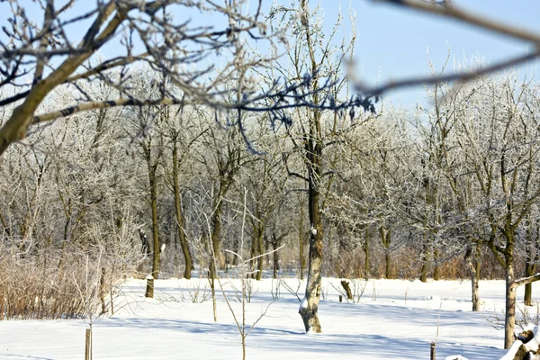Beyaz kar kapsayan güzel Noel-Kış Bahçesi Peyzaj — Stok fotoğraf