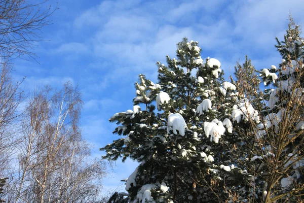 Träd i en skog är täckt av vit snö — Stockfoto