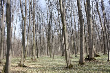 Bahar peyzaj - kardelen ile kaplı zemin 