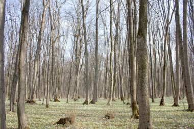 Bahar peyzaj - kardelen ile kaplı zemin 