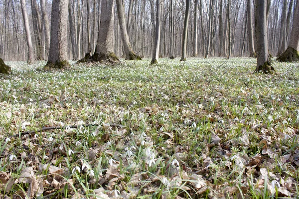 Gotas de neve de primavera brancas em um contexto de árvores — Fotografia de Stock