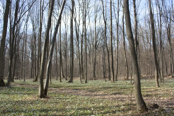 Lente landschap - grond bedekt met sneeuwklokjes — Stockfoto