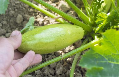 Harvesting ripe vegetable marrow