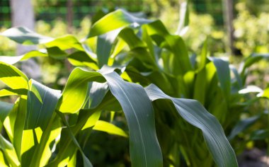 yeşil yaprakları Mısır alan