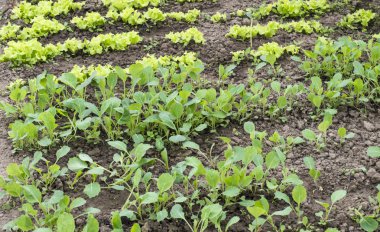 Rows of seedlings of cabbage and lettuce 