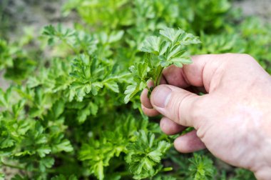 Harvest fresh parsley 