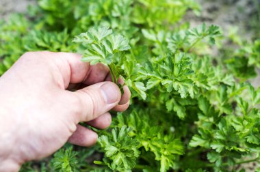 Harvest fresh parsley 