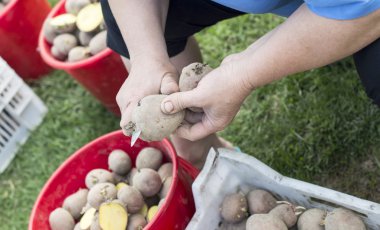 Patates dikim için hazırlama süreci 