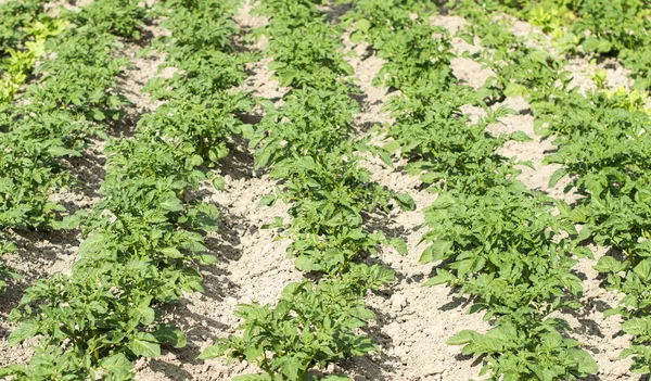 Field of the planted potato — Stock Photo, Image