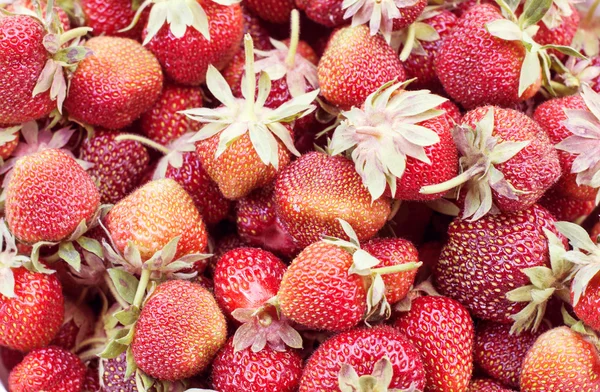 Fresh red strawberries gathered — Stok fotoğraf